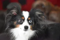 Due February , a  Toy Australian Shepherd for sale in Palm Coast, FL – Photo 4 of 5