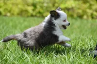 Briar Rose , a female Toy Australian Shepherd for sale in Palm Coast, FL – Photo 2 of 8