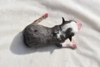 Briar Rose , a female Toy Australian Shepherd for sale in Palm Coast, FL – Photo 2 of 7