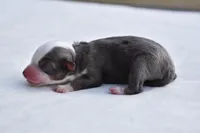 Briar Rose , a female Toy Australian Shepherd for sale in Palm Coast, FL – Photo 4 of 7