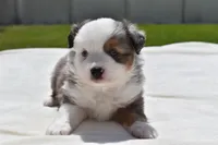 Briar Rose , a female Toy Australian Shepherd for sale in Palm Coast, FL – Photo 3 of 7