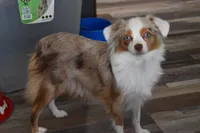 Due February , a  Toy Australian Shepherd for sale in Palm Coast, FL – Photo 2 of 5