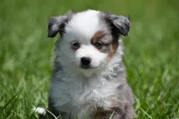 Briar Rose , a female Toy Australian Shepherd for sale in Palm Coast, FL – Photo 4 of 8