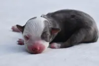 Briar Rose , a female Toy Australian Shepherd for sale in Palm Coast, FL – Photo 3 of 7