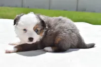 Briar Rose , a female Toy Australian Shepherd for sale in Palm Coast, FL – Photo 7 of 7