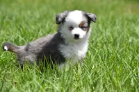 Briar Rose , a female Toy Australian Shepherd for sale in Palm Coast, FL – Photo 3 of 8