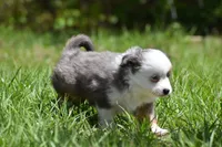 Briar Rose , a female Toy Australian Shepherd for sale in Palm Coast, FL – Photo 6 of 8