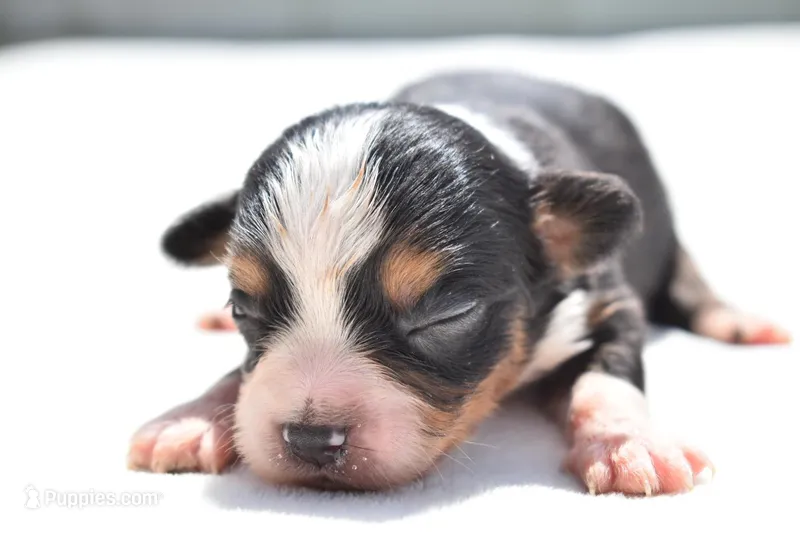 Sir Cartier – Toy Australian Shepherd puppy for sale in Palm Coast, FL