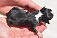 Sir Cartier, a male Toy Australian Shepherd for sale in Palm Coast, FL – Photo 2 of 5