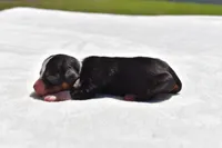 Sir Cartier, a male Toy Australian Shepherd for sale in Palm Coast, FL – Photo 4 of 5