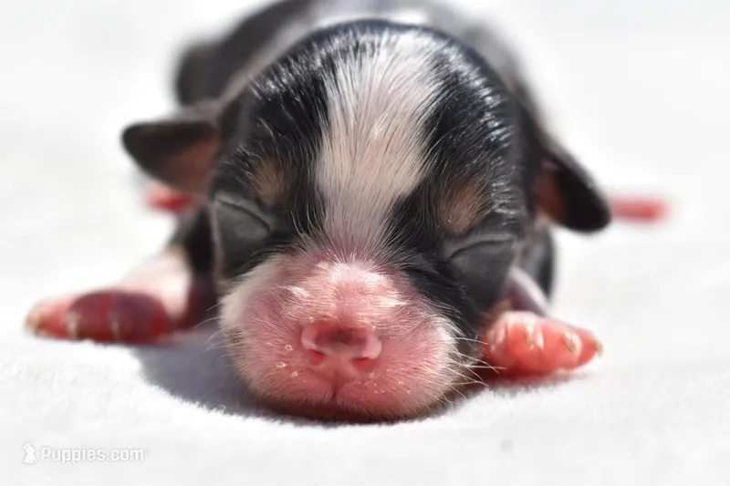 Sir Cartier – Toy Australian Shepherd puppy for sale in Palm Coast, FL