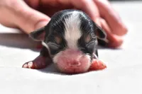 Sir Cartier, a male Toy Australian Shepherd for sale in Palm Coast, FL – Photo 5 of 5