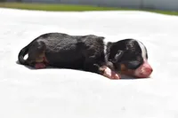 Sir Cartier, a male Toy Australian Shepherd for sale in Palm Coast, FL – Photo 3 of 5