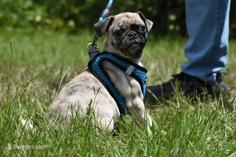 Bumble  – Pug puppy for sale in Palm Coast, FL