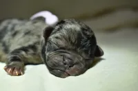 Sweet Tea , a female Pug for sale in Palm Coast, FL – 4 of 5