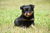 Lady Emerald , a female Toy Australian Shepherd for sale in Palm Coast, FL – 3 of 8