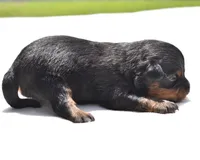 Lady Emerald , a female Toy Australian Shepherd for sale in Palm Coast, FL – Photo 2 of 5