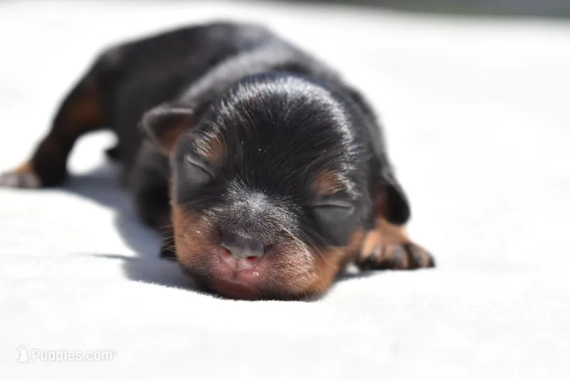 Lady Emerald  – Toy Australian Shepherd puppy for sale in Palm Coast, FL