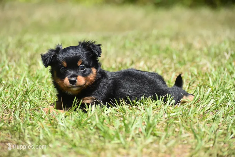 Lady Emerald  – Toy Australian Shepherd puppy for sale in Palm Coast, FL