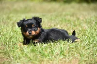 Lady Emerald , a female Toy Australian Shepherd for sale in Palm Coast, FL – 1 of 8