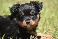 Lady Emerald , a female Toy Australian Shepherd for sale in Palm Coast, FL – 7 of 8