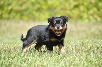 Lady Emerald , a female Toy Australian Shepherd for sale in Palm Coast, FL – 6 of 8