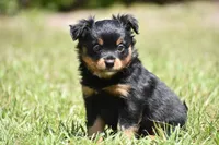 Lady Emerald , a female Toy Australian Shepherd for sale in Palm Coast, FL – 4 of 8