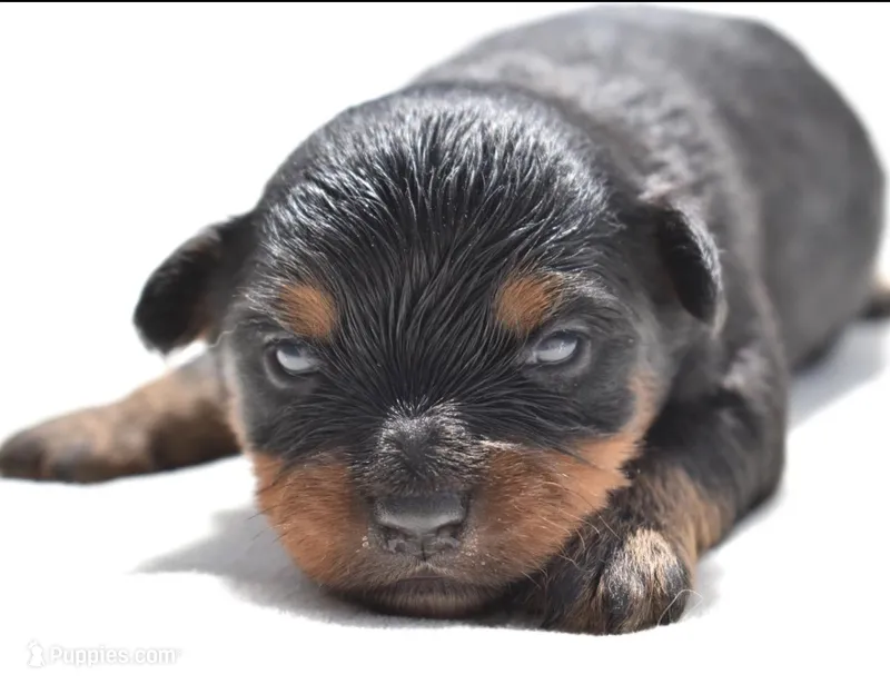 Lady Emerald  – Toy Australian Shepherd puppy for sale in Palm Coast, FL