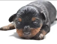 Lady Emerald , a female Toy Australian Shepherd for sale in Palm Coast, FL – Photo 1 of 5