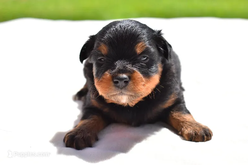 Lady Emerald  – Toy Australian Shepherd puppy for sale in Palm Coast, FL