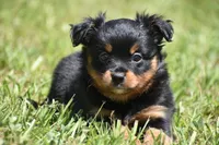 Lady Emerald , a female Toy Australian Shepherd for sale in Palm Coast, FL – 8 of 8