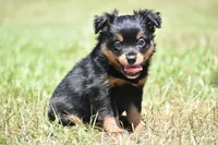 Lady Emerald , a female Toy Australian Shepherd for sale in Palm Coast, FL – 2 of 8