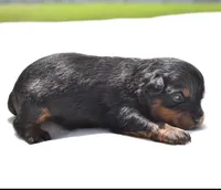 Lady Emerald , a female Toy Australian Shepherd for sale in Palm Coast, FL – Photo 4 of 5