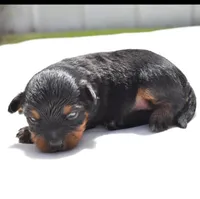 Lady Emerald , a female Toy Australian Shepherd for sale in Palm Coast, FL – Photo 3 of 5