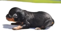 Lady Emerald , a female Toy Australian Shepherd for sale in Palm Coast, FL – Photo 3 of 5