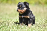 Lady Emerald , a female Toy Australian Shepherd for sale in Palm Coast, FL – 5 of 8
