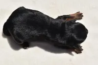 Lady Emerald , a female Toy Australian Shepherd for sale in Palm Coast, FL – Photo 5 of 5