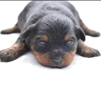 Lady Emerald , a female Toy Australian Shepherd for sale in Palm Coast, FL – Photo 5 of 5