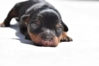 Lady Emerald , a female Toy Australian Shepherd for sale in Palm Coast, FL – Photo 4 of 5