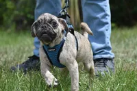 Buzz, a male Pug for sale in Palm Coast, FL – 2 of 8