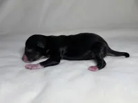 Pocus , a male Miniature Australian Shepherd for sale in Palm Coast, FL – 2 of 4