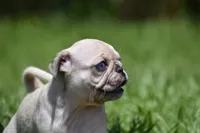 Peach Cobbler , a male Pug for sale in Palm Coast, FL – 2 of 5