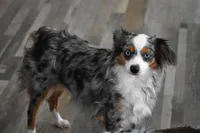 Chia, a female Toy Australian Shepherd for sale in Palm Coast, FL – 3 of 3