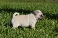 Maple , a female Pug for sale in Palm Coast, FL – 5 of 7