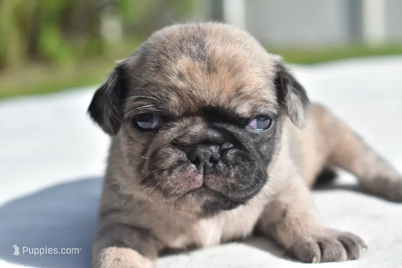 Bumble  – Pug puppy for sale in Palm Coast, FL