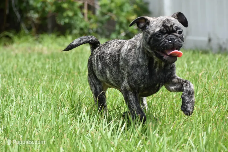 Caramel Drizzle  – Pug puppy for sale in Palm Coast, FL