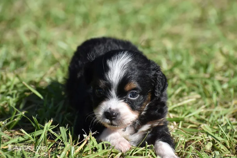 Dilly  – Toy Australian Shepherd puppy for sale in Palm Coast, FL