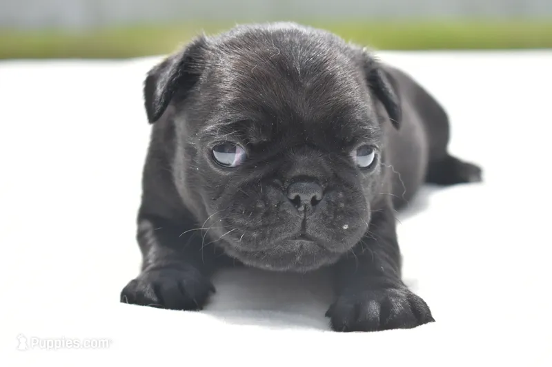 Daphne – Pug puppy for sale in Palm Coast, FL