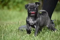 Dumplin, a male Pug for sale in Palm Coast, FL – 2 of 6
