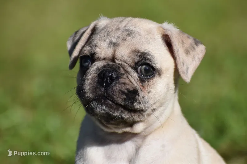 Maple  – Pug puppy for sale in Palm Coast, FL
